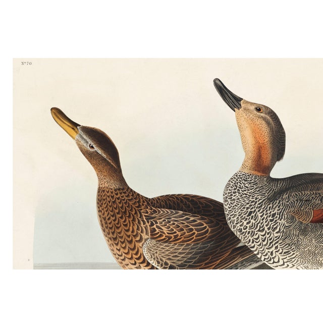 Paper Canvas Backed Duck, Vintage Art Print Reproduction From Birds of America by John James Audubon, 60" X 40" For Sale - Image 7 of 10