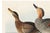 Paper Canvas Backed Duck, Vintage Art Print Reproduction From Birds of America by John James Audubon, 60" X 40" For Sale - Image 7 of 10
