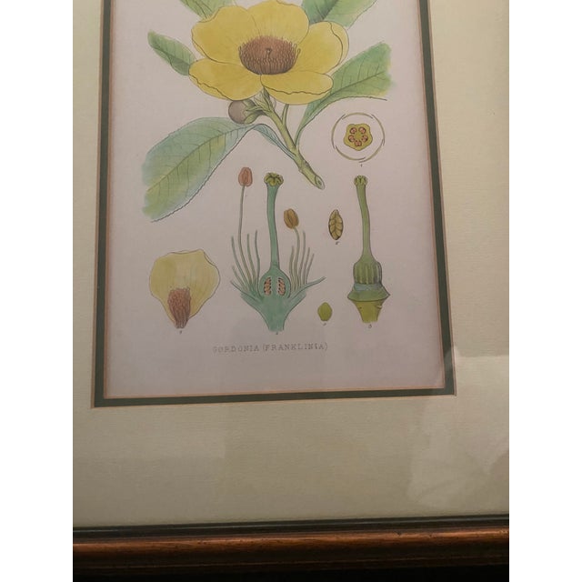 Mid-Century Framed Mark Catesby "Gordonia Loblolly Bay" Botanical Print, Coffey & Thompson For Sale - Image 10 of 12
