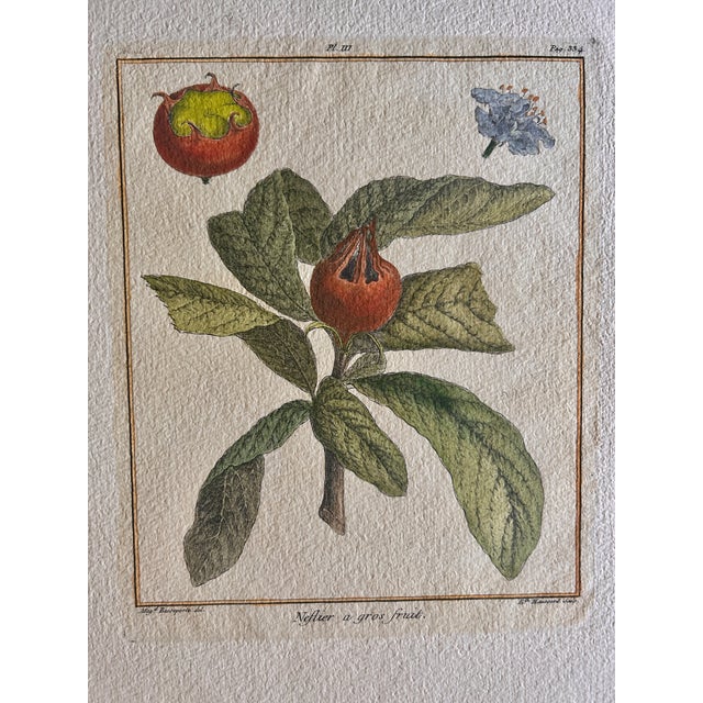 Set of 6 Antique French Botanical Fruit Engravings c.1800-1850 For Sale In Denver - Image 6 of 7
