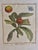 Set of 6 Antique French Botanical Fruit Engravings c.1800-1850 For Sale In Denver - Image 6 of 7