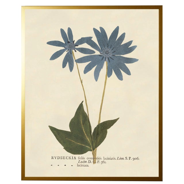 Illustration Blue Rudbeckia Print in Gold Shadowbox - 19" x 25" For Sale - Image 3 of 3