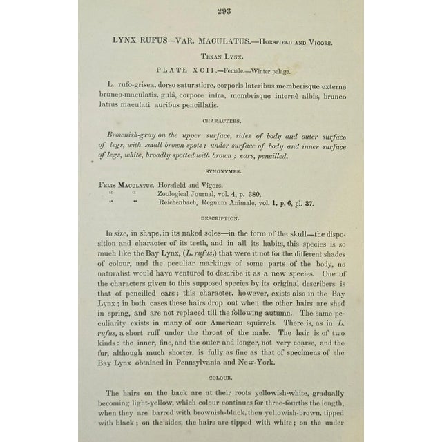 Mid 19th Century Audubon Texan Lynx: An Original Audubon 19th Century Hand-Colored Quadruped Lithograph, 1849-1856 For Sale - Image 5 of 5