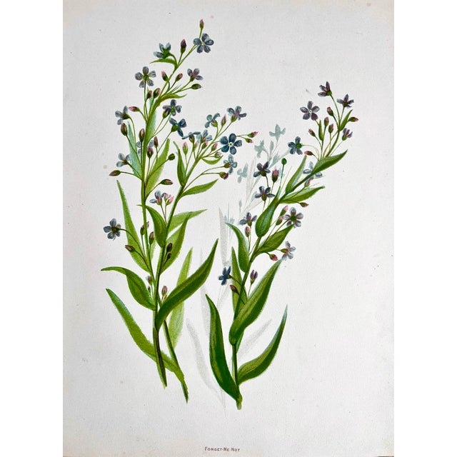 Bauhaus Antique Botanical Forget Me Not Flowers C. 1900 For Sale - Image 3 of 5