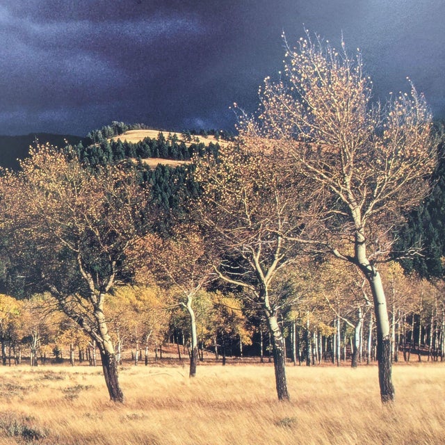 2000 - 2009 Thomas Mangelsen “Winds of Change” Framed Landscape Print – Trees in Field Wall Art For Sale - Image 5 of 7