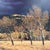 2000 - 2009 Thomas Mangelsen “Winds of Change” Framed Landscape Print – Trees in Field Wall Art For Sale - Image 5 of 7