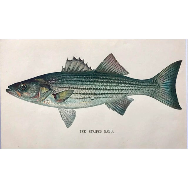 Cabin Original Antique Chromolithograph Stripped Bass Fish Print by Tarleton Bean Circa 1890 For Sale - Image 3 of 5