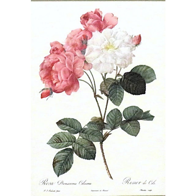 Pair of P. J. Redoute French Botanical Still Life Roses Framed Lithographs Prints Floral Flowers Pink & White For Sale - Image 4 of 8