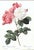 Pair of P. J. Redoute French Botanical Still Life Roses Framed Lithographs Prints Floral Flowers Pink & White For Sale - Image 4 of 8