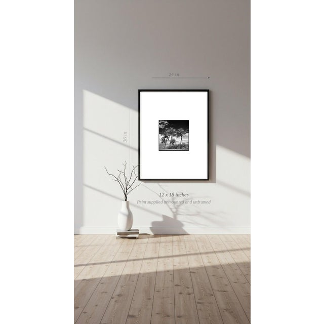 Paul Cooklin, Coconut Trees, Santa Maria, Edition of 50 For Sale - Image 6 of 7