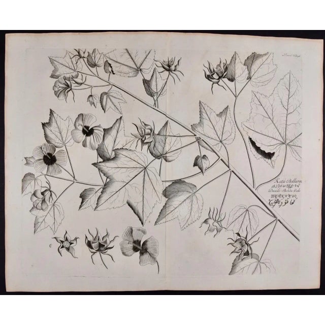 This is a 17th century engraving of a vine spinach plant entitled "Katu-Belluren" by Hendrik van Rheede tot Drakenstein,...