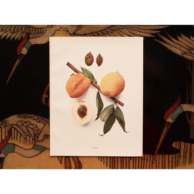 1900s U. P. Hedrick, Original Antique Photogravure of Triana Peaches For Sale In Dallas - Image 6 of 7