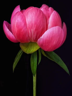 Photographic Botanical Print, "Bloom" by Artist Debi Shapiro