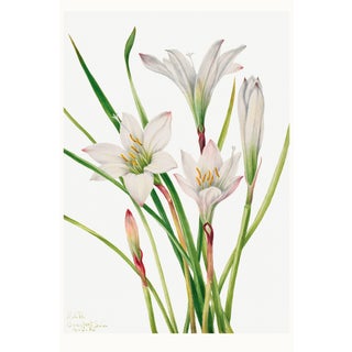 Atamasco Lily, Vintage Botanical Art Print Reproduction by Mary Vaux Walcott, 32" X 48" For Sale