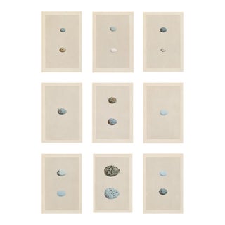 Collection of Nine Antique British Bird Egg Prints, Pale Blue, Rare, Attributed to Rev. F. O. Morris For Sale
