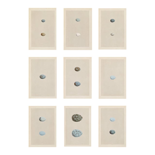 Collection of Nine Antique British Bird Egg Prints, Pale Blue, Rare, Attributed to Rev. F. O. Morris For Sale