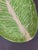 This is a single piece of "Lettuce Ware" created by the legendary Palm Beach ceramicist Dodie Thayer (1926–2018). This...