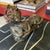 Late 20th Century Late 20th Century Hollywood Regency Recumbent Sphinx Sculpture For Sale - Image 5 of 5
