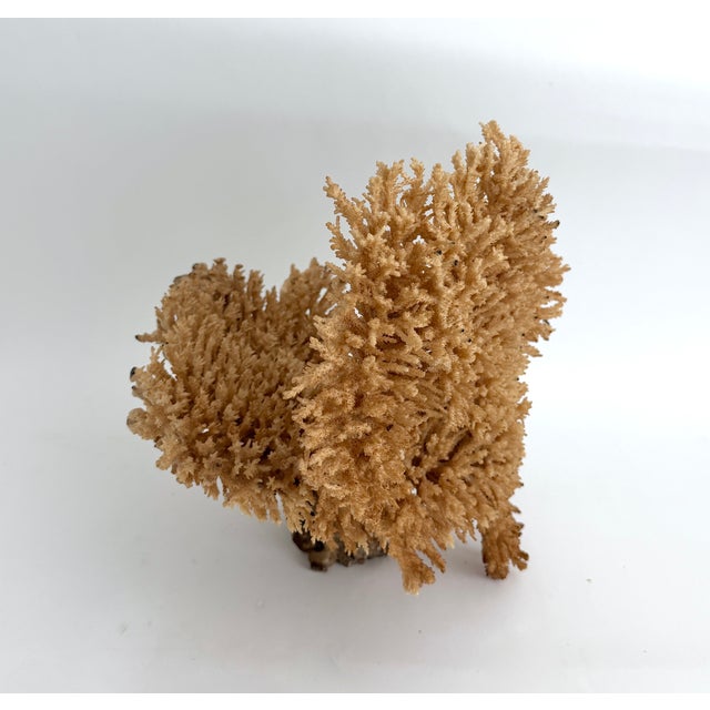 This rare unbleached Table Coral specimen is sculptural display of unusual formation. Base has been cut and polished to...