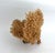 This rare unbleached Table Coral specimen is sculptural display of unusual formation. Base has been cut and polished to...