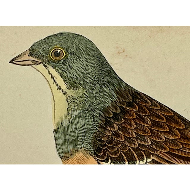 Antique B. Fawcett Hand Tinted Bird Print From England Featuring an Orange Breasted Ortolan Bunting - Circa 1880 For Sale - Image 4 of 12