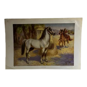 1926 Arabian Horse Print