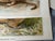 Antique Lithograph Animal Prints Set of 5 For Sale - Image 9 of 12