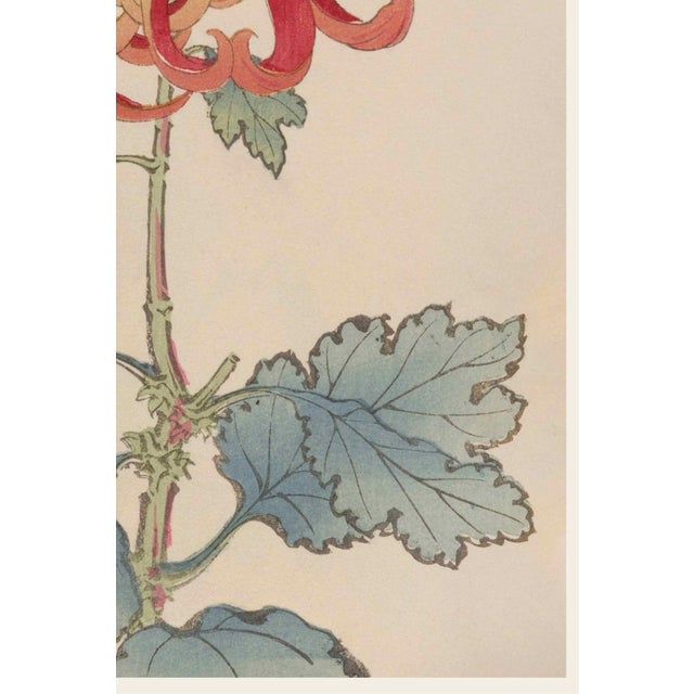 Not Yet Made - Made To Order Red Chrysanthemum by Hasegawa, Vintage Japanese Botanical Art Print, 40" X 60" For Sale - Image 5 of 10