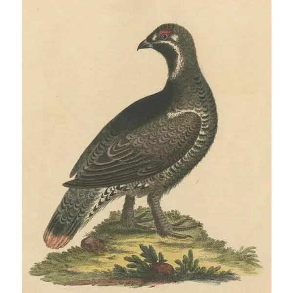 Original hand-colored antique bird print showing The Black and Spotted Heath Cock. It is part of George Edwards' highly...