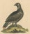 Original hand-colored antique bird print showing The Black and Spotted Heath Cock. It is part of George Edwards' highly...