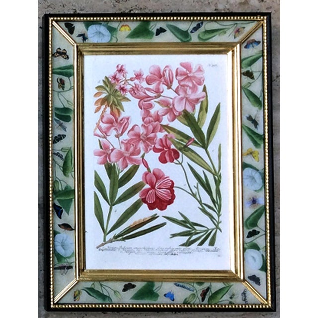 A Fine Set of Twelve Botanical Engravings from Johann Weinmann's Phytanthoza Iconographia...