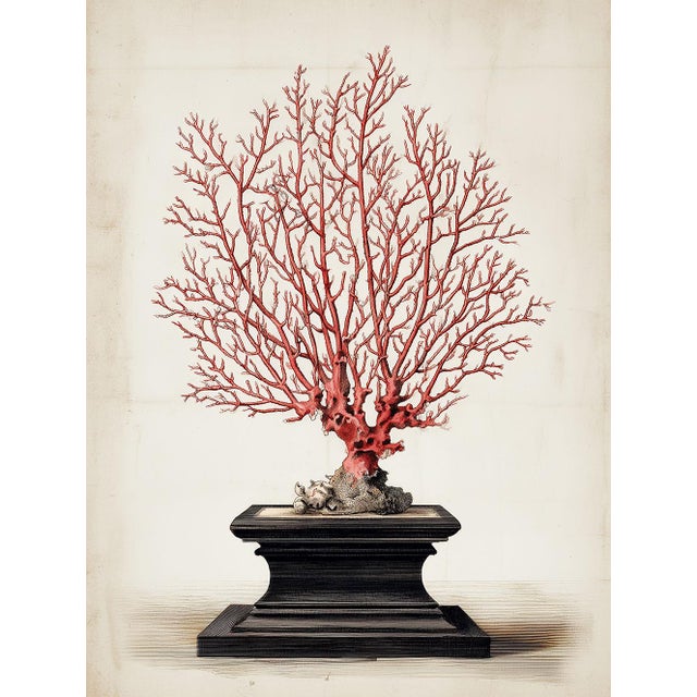 This refined fine art print reproduces a 19th-century original natural history illustration of a red sea gorgonian coral,...