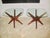 Adrian Pearsall 1960s Adrian Pearsall Model L1618-Et Craft Associates Jacks End Tables - A Pair For Sale - Image 4 of 11