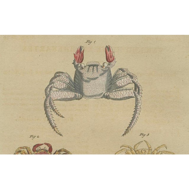 Early 19th Century Bertuch, Exotic Crabs & Fiddler Crab, 1813, Engraving For Sale - Image 5 of 9