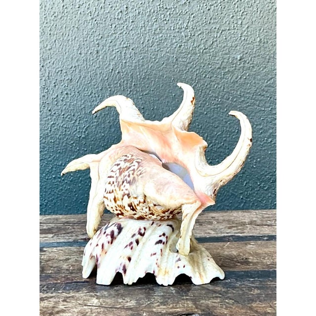 Vintage Spiked Shell Vanity Lamp For Sale - Image 4 of 12
