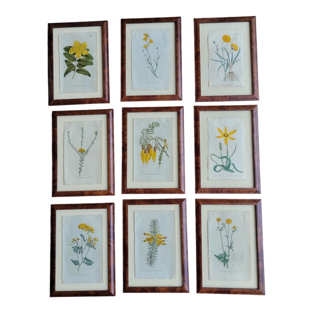 Antique C1790s Hand Colored Curtis Botanical Engraving Set of Nine Yellow Floral Framed For Sale