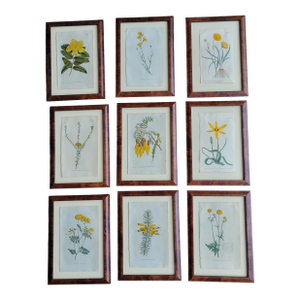 Antique C1790s Hand Colored Curtis Botanical Engraving Set of Nine Yellow Floral Framed
