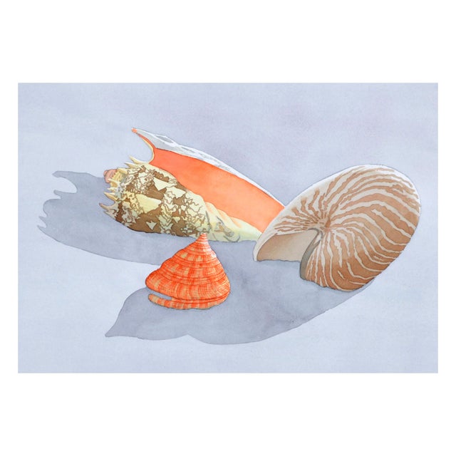 Realism Seashell Still Life by Barbara Gibson For Sale - Image 3 of 5