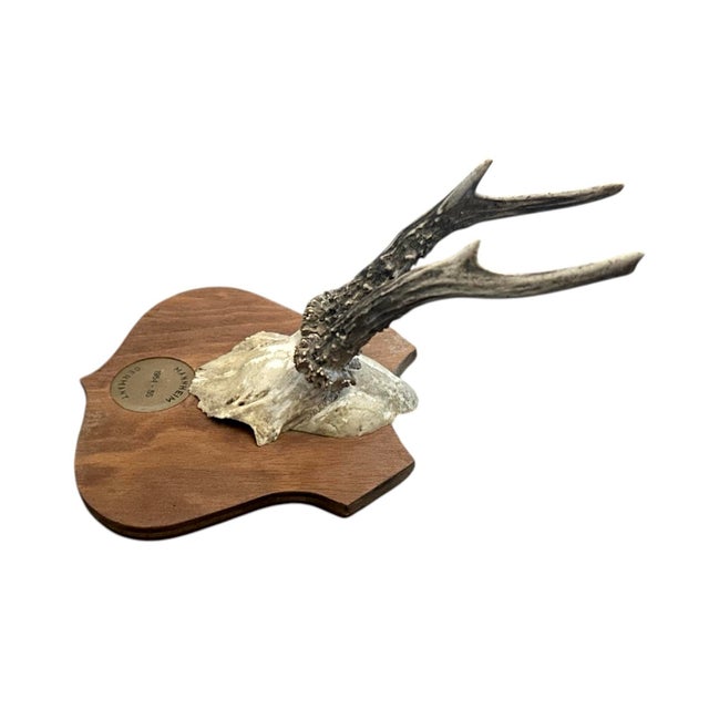Vintage Black Forest German Trophy Mounted Roe Deer Antlers on Shield Back Wooden Plaque For Sale - Image 4 of 6
