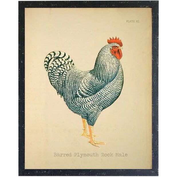 Barred Plymouth Rock Rooster 20x26 For Sale
