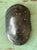 Sculpture Materials Vintage Italian Scagliola Pigmented Plaster Turtle Shell For Sale - Image 7 of 12