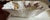 English Vintage Queens Butterfly Fine Bone China Dish For Sale - Image 3 of 5