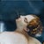 Late 19th Century Antique Porcelain Plaque, c.1880, Hand-Painted “Jupiter and Io” After Correggio For Sale - Image 5 of 9