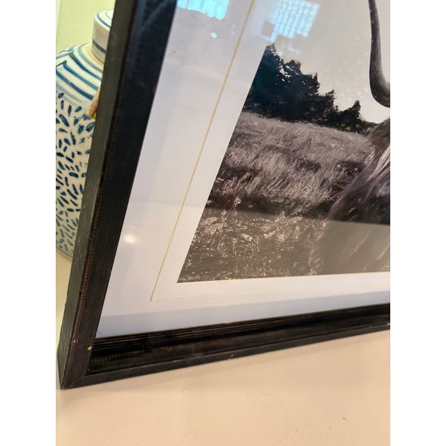 Ralph Lauren Vintage Black and White Highland Cow Cattle Photograph in Distressed Wood Frame For Sale - Image 4 of 9