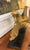 Old Gilt Painted Driftwood Sculpture For Sale In New York - Image 6 of 7