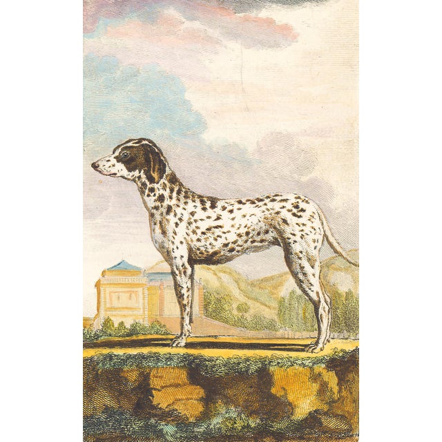This charming hand-colored 1758 engraving is one of the oldest available prints of a dog. Taken from the 10th volume...
