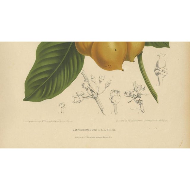 Berthe Hoola van Nooten, False Mangosteen, 1880, Chromolithograph For Sale - Image 5 of 9