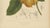 Berthe Hoola van Nooten, False Mangosteen, 1880, Chromolithograph For Sale - Image 5 of 9