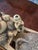 1970s Mid Century Hollywood Glamour Sculpture Buddha Carriage For Sale - Image 5 of 16