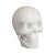 20th Century Marble Decorative Ornamental Skull For Sale - Image 11 of 11